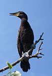 cormorant